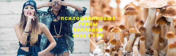 прущие грибы Волоколамск