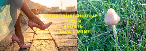 прущие грибы Волоколамск